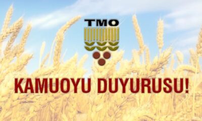 TMO’DAN FINDIK AÇIKLAMASI