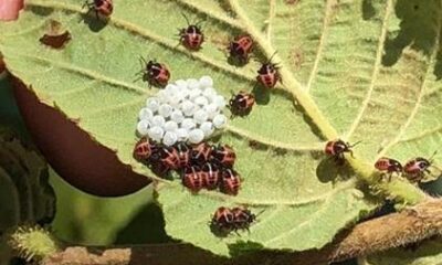FINDIĞIMIZA KAHVERENGİ KOKARCA TEHDİTİ