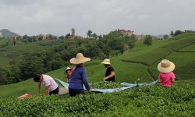 2018 YILI ÇAY ÜRETİMİNDE REKOR YILI OLDU