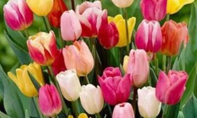 TÜRK KÜLTÜRÜNDE NEVRUZ