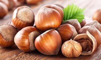 FİSKOBİRLİK FINDIK ALIMINA BAŞLADI