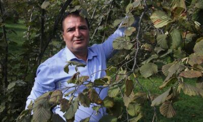 Fındıkta tehdit oluşturan Kahverengi Kokarca böceği kışı evlerde saklanarak geçiriyor
