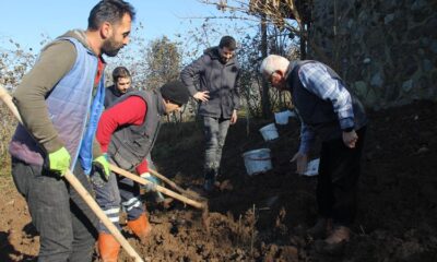 Trabzon’da 7 bin fındık fidanı tek gövdeli dikildi