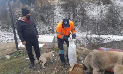 Büyükşehir Sahipsiz Canları Unutmuyor