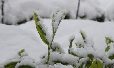 Azerbaycan’dan gümrüksüz çay ithaline tepki