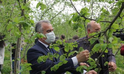 Fındıkta kozalak akarı zararlısı ile mücadele