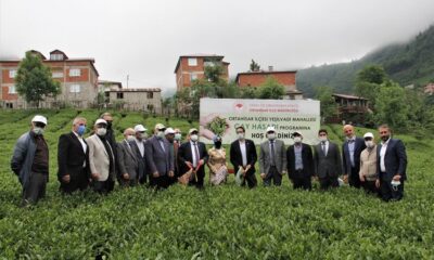 Trabzon Çatak da çay hasadı