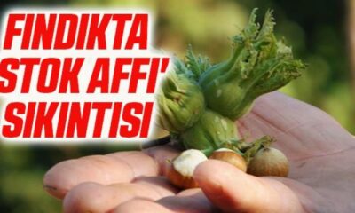 Fındıkta stok affı sıkıntısı