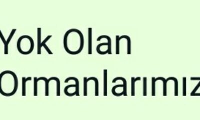 Yok Olan Ormanlarımız