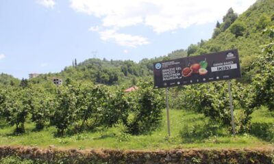 Fındıkta Verim ve Kaliteyi Arttırma Projesi’ne uluslararası ilgi